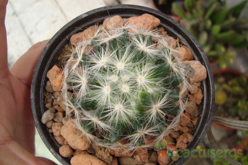 Una foto de Mammillaria baumii