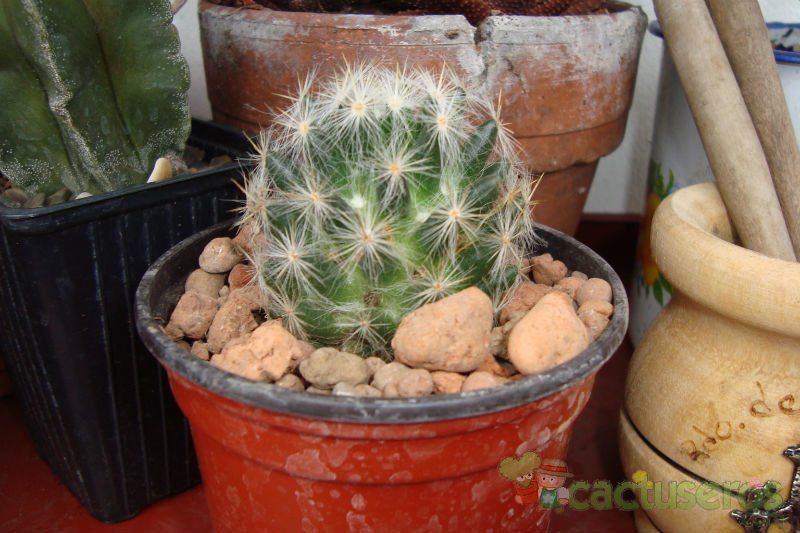 Una foto de Mammillaria baumii