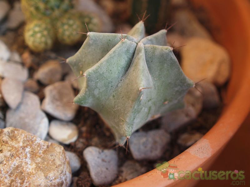 Una foto de Stenocereus pruinosus