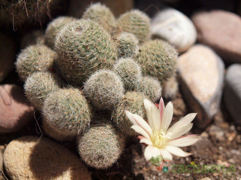 Una foto de Rebutia heliosa x pulvinosa cv. sunrise (HIBRIDO)