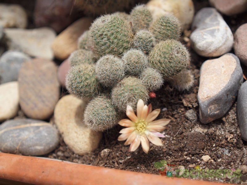 Una foto de Rebutia heliosa x pulvinosa cv. sunrise (HIBRIDO)
