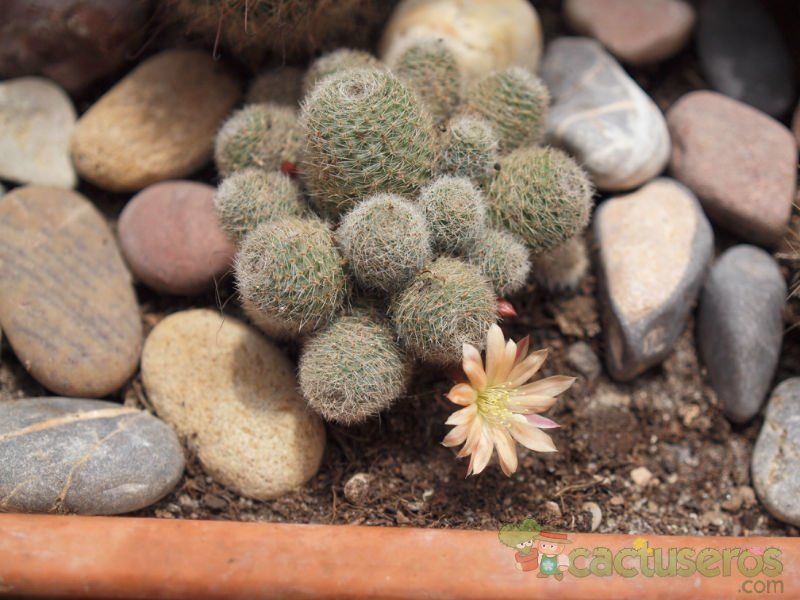 Una foto de Rebutia heliosa x pulvinosa cv. sunrise (HIBRIDO)