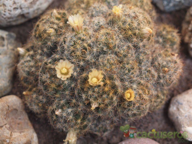 A photo of Mammillaria prolifera