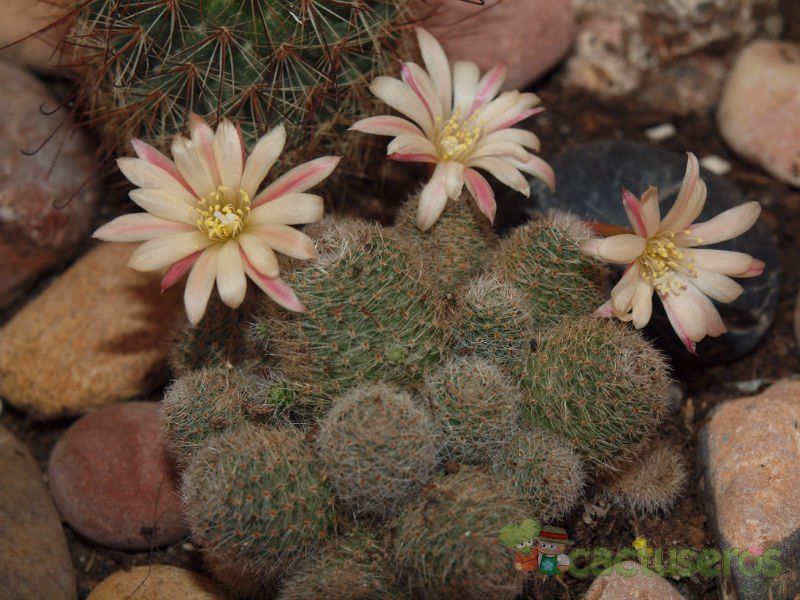 Una foto de Rebutia heliosa x pulvinosa cv. sunrise (HIBRIDO)