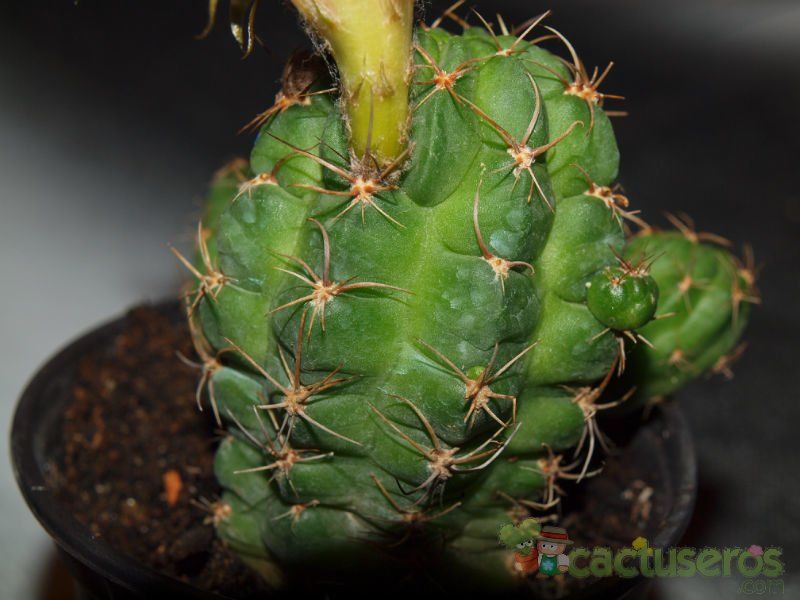 Una foto de Echinopsis hertrichiana