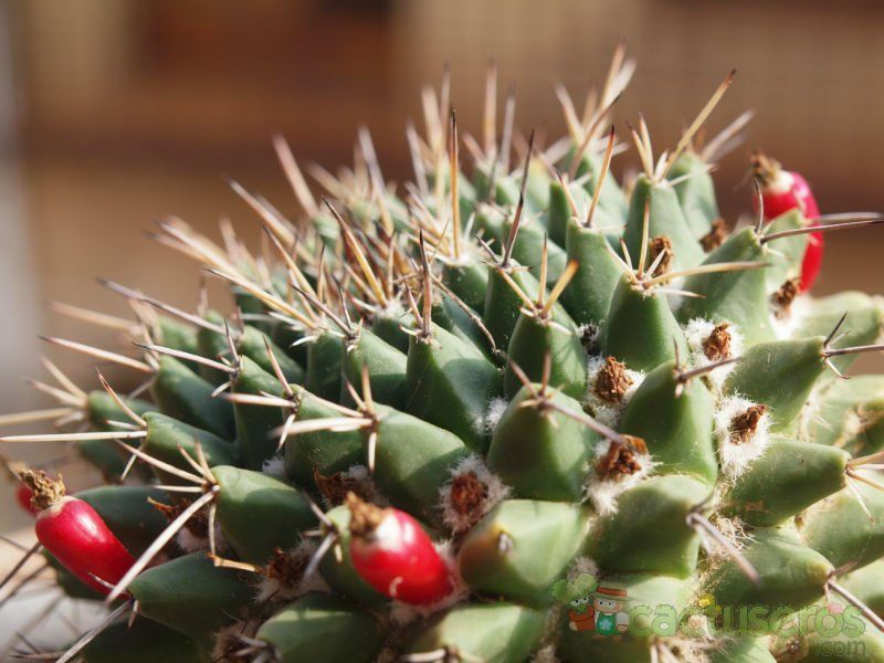 Una foto de Mammillaria compressa ssp centralifera