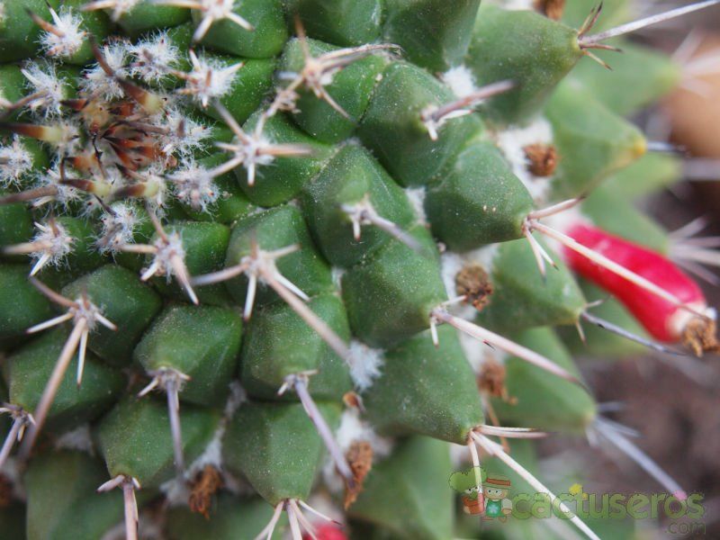 Una foto de Mammillaria compressa ssp centralifera