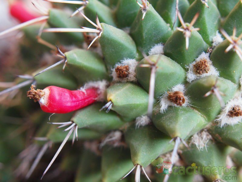 Una foto de Mammillaria compressa ssp centralifera