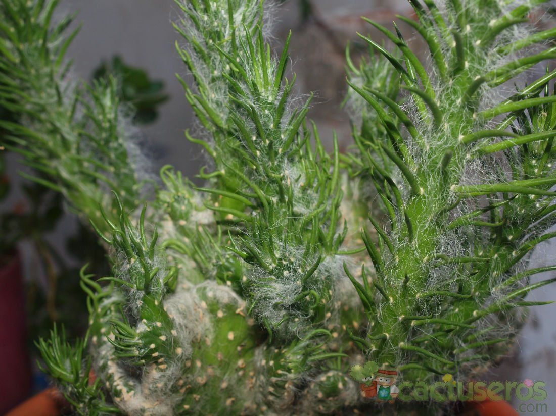 Una foto de Austrocylindropuntia vestita fma. crestada