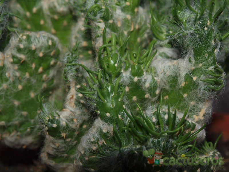 Una foto de Austrocylindropuntia vestita fma. crestada