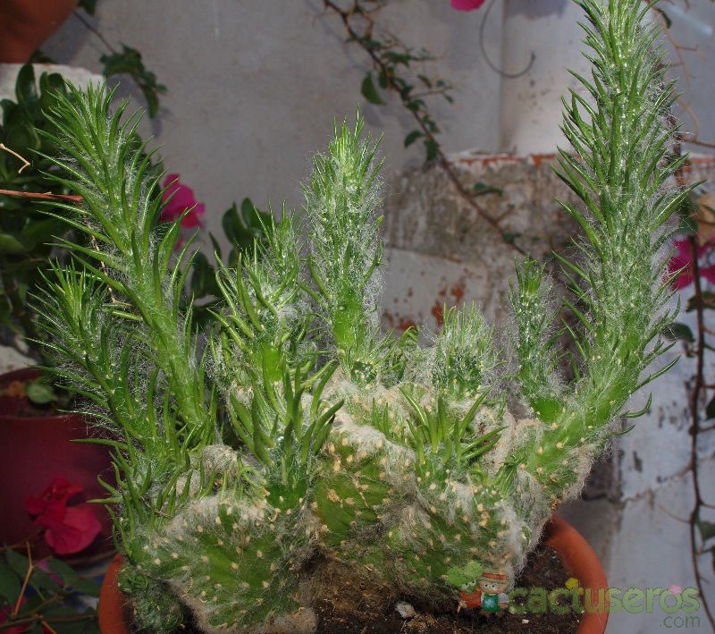 Una foto de Austrocylindropuntia vestita fma. crestada