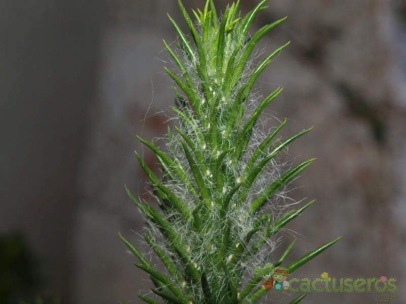 Una foto de Austrocylindropuntia vestita fma. crestada