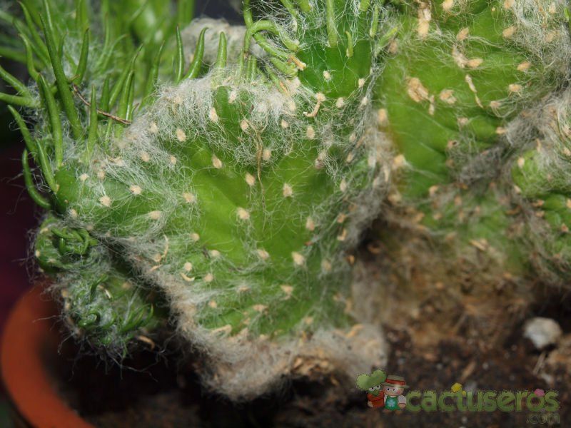 Una foto de Austrocylindropuntia vestita fma. crestada