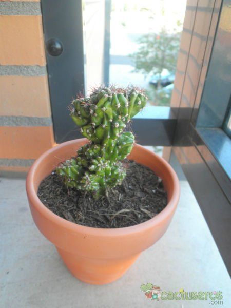 A photo of Cereus peruvianus fma. monstruosa