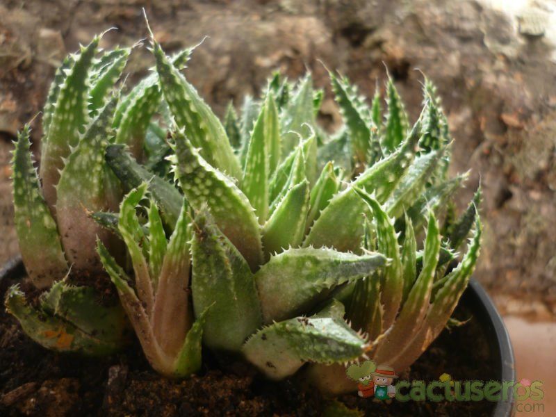 A photo of Haworthia reticulata var. reticulata