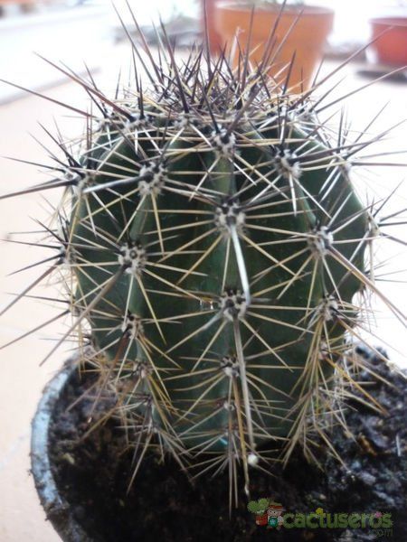 A photo of Carnegiea gigantea