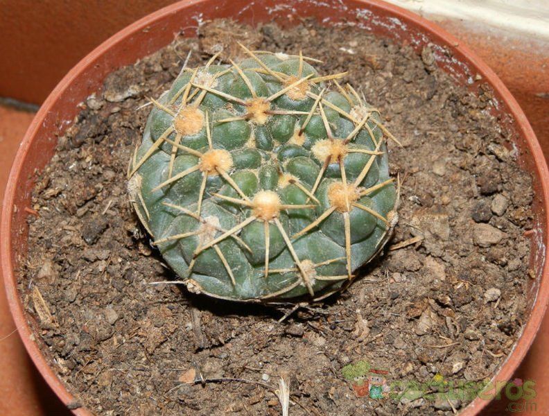 Una foto de Gymnocalycium hyptiacanthum subsp. uruguayense