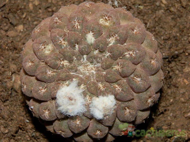 Una foto de Eriosyce napina