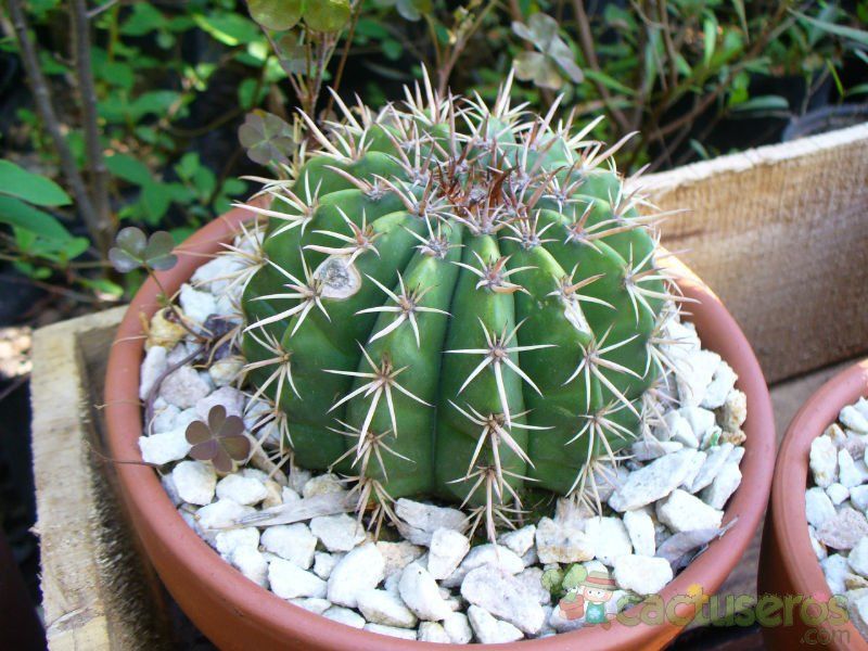 A photo of Melocactus zehntneri
