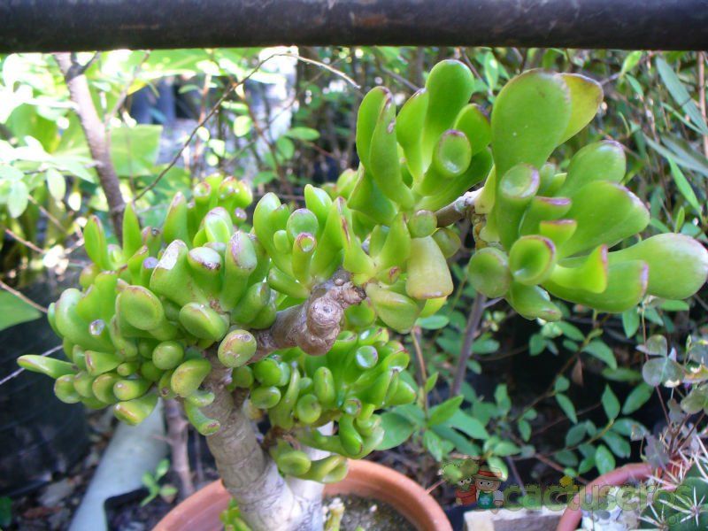 A photo of Crassula ovata cv. hobbit