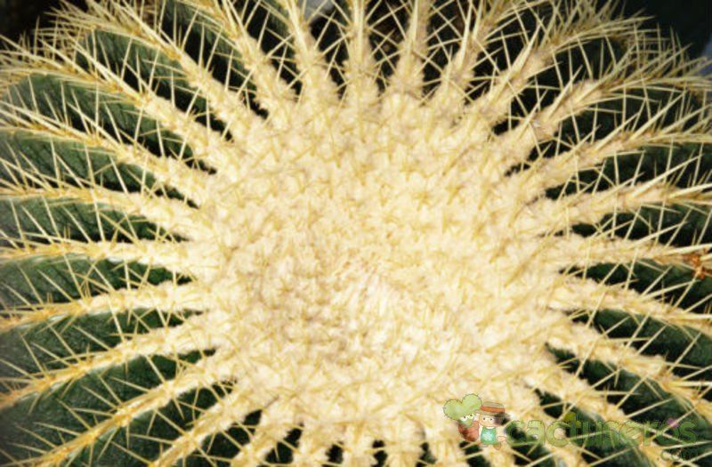 Una foto de Echinocactus grusonii