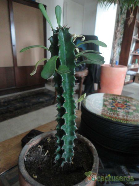 A photo of Euphorbia undulatifolia