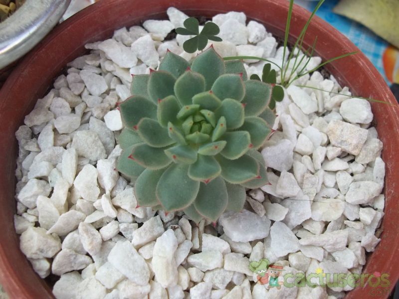 Una foto de Sempervivum montanum