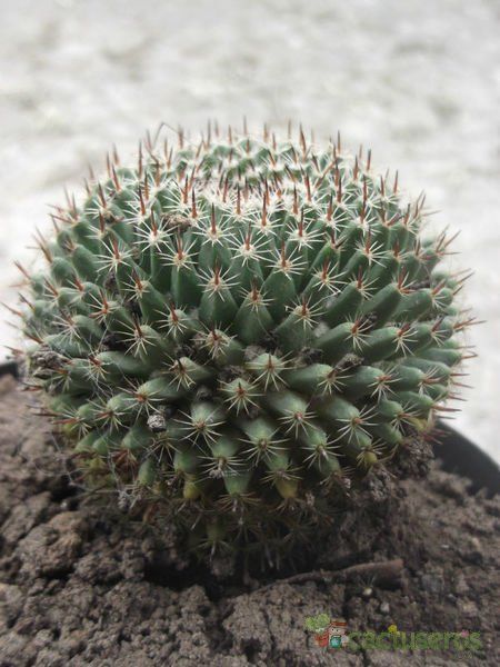 A photo of Mammillaria pseudocrucigera
