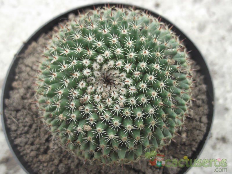 A photo of Mammillaria pseudocrucigera
