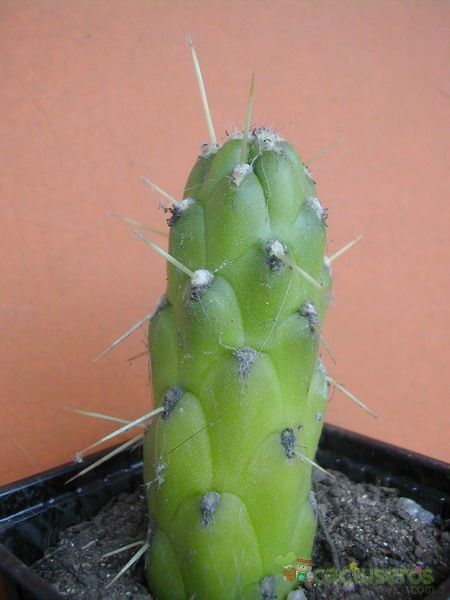 A photo of Austrocylindropuntia cylindrica