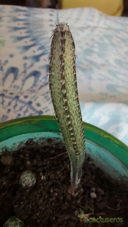 A photo of Cereus spegazzinii