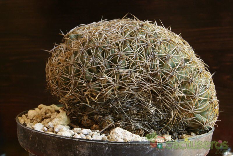 A photo of Coryphantha retusa fma. crestata
