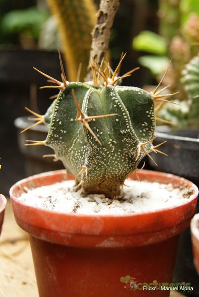 A photo of Astrophytum ornatum