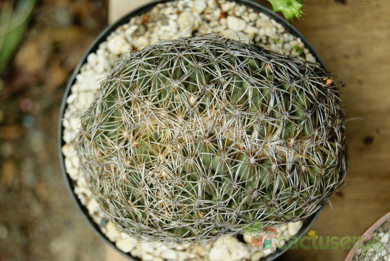 A photo of Coryphantha retusa fma. crestata