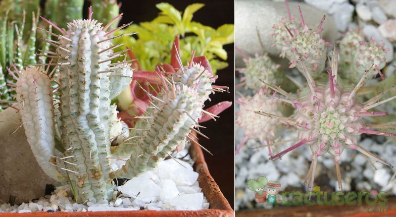 Una foto de Euphorbia mammillaris fma. variegada