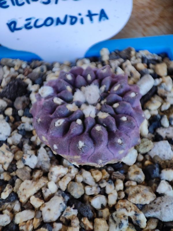 Photo of a cactus currently being identified