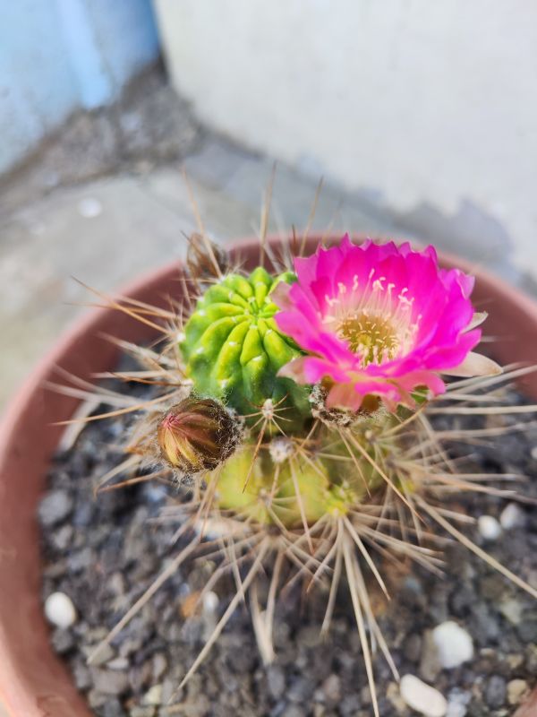 Photo of a cactus currently being identified