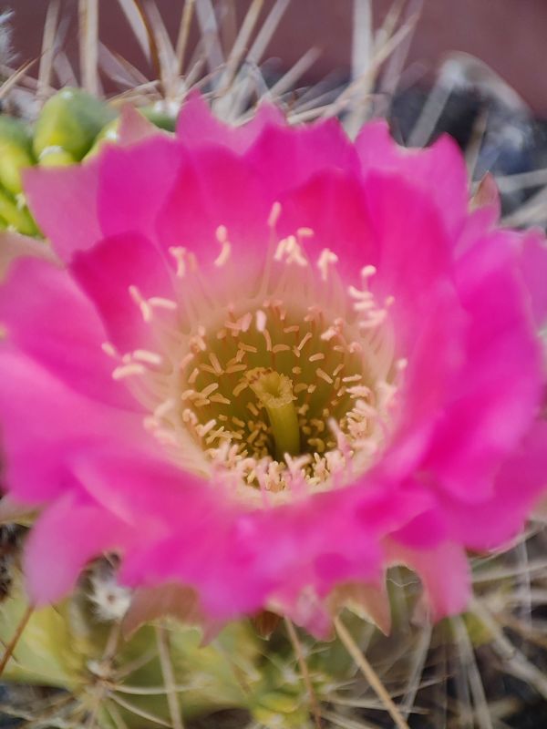 Photo of a cactus currently being identified