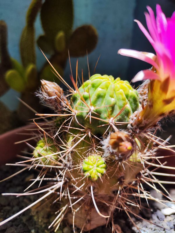 Photo of a cactus currently being identified