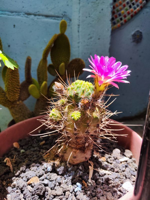Photo of a cactus currently being identified