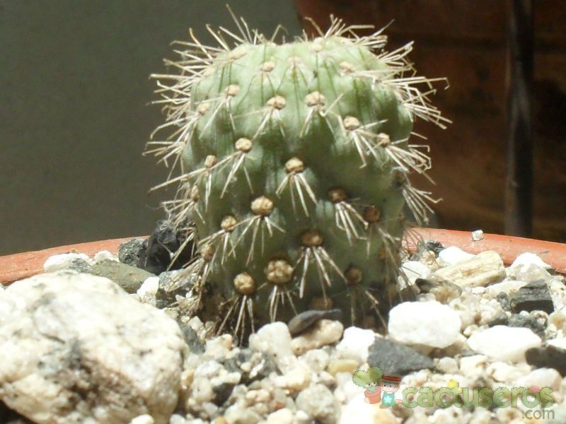 Una foto de Austrocylindropuntia pachypus
