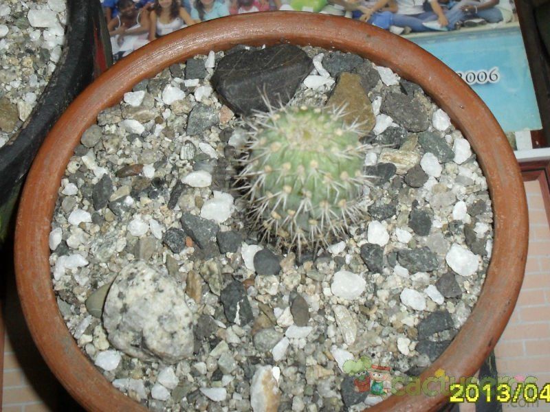 Una foto de Austrocylindropuntia pachypus