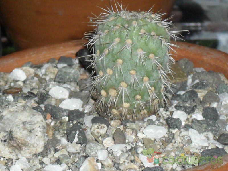 A photo of Austrocylindropuntia pachypus