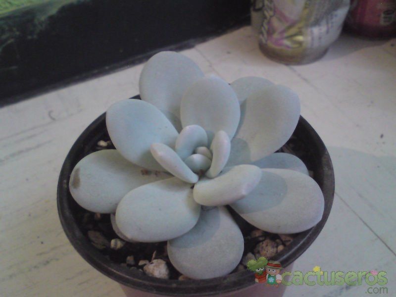 A photo of Echeveria laui