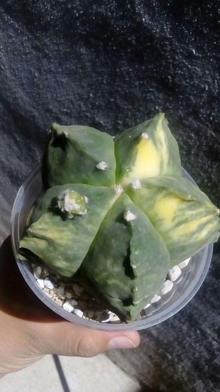A photo of Astrophytum myriostigma cv. Kikko fma. nudum variegada