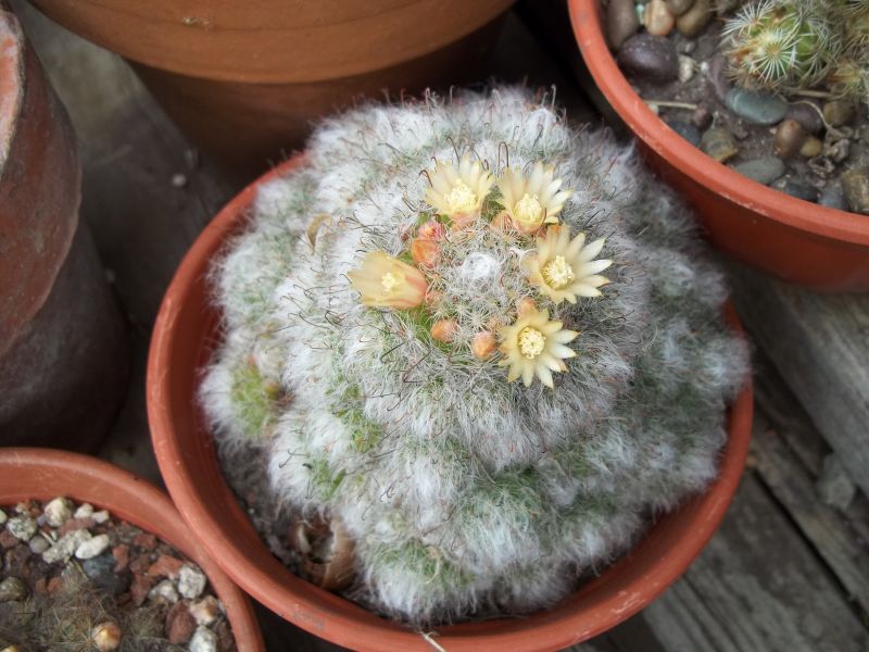 Una foto de Mammillaria bocasana ssp. bocasana