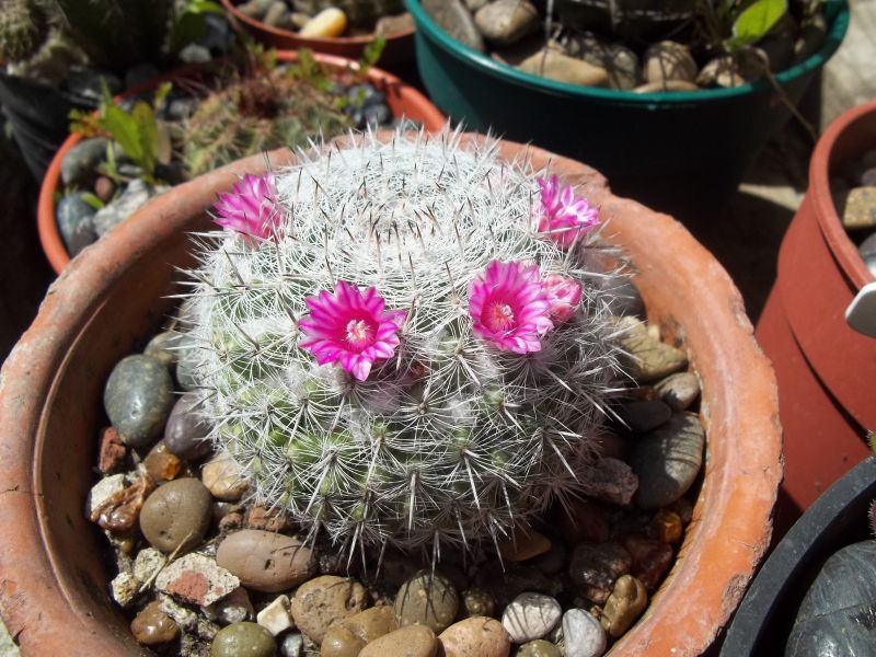 A photo of Mammillaria hahniana ssp. bravoae