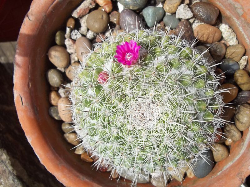 A photo of Mammillaria hahniana ssp. bravoae