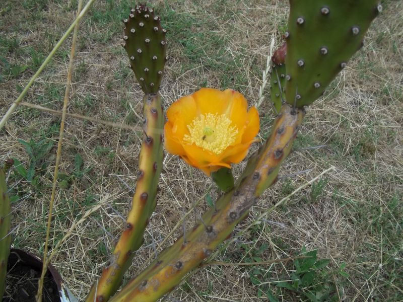 A photo of Opuntia elata