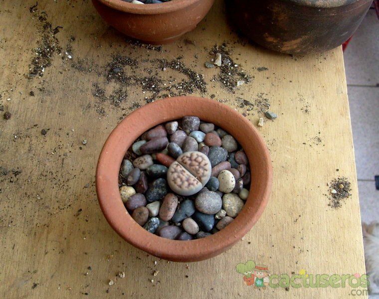 Una foto de Lithops julii ssp. julii